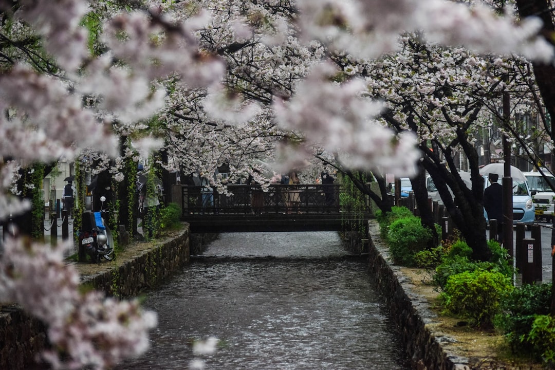 Photo Flowering tree